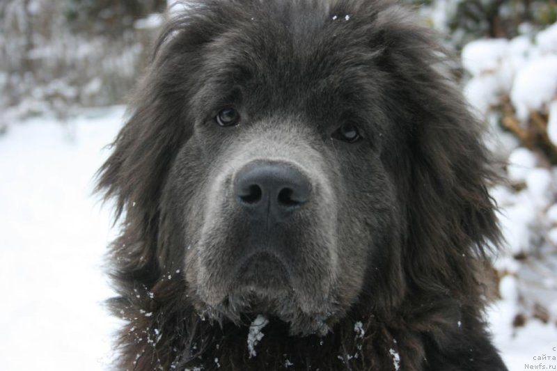 Фото: ньюфаундленд Farley Sozvezdie Istini