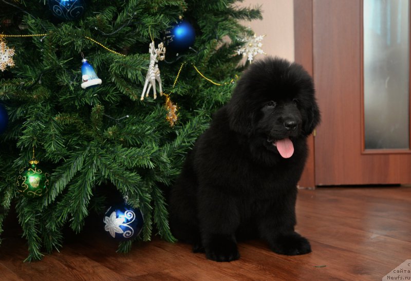 Фото: ньюфаундленд CHernaya Jemchujina ot Sibirskogo Medvedya (Черная Жемчужина от Сибирского Медведя), ньюфаундленд Bears Cove Lucky Break