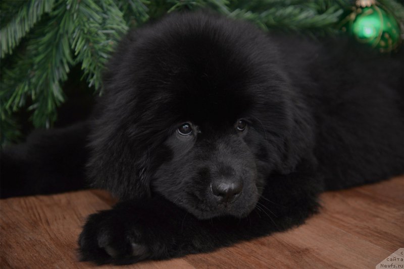 Фото: ньюфаундленд CHernaya Jemchujina ot Sibirskogo Medvedya (Черная Жемчужина от Сибирского Медведя), ньюфаундленд Bears Cove Lucky Break