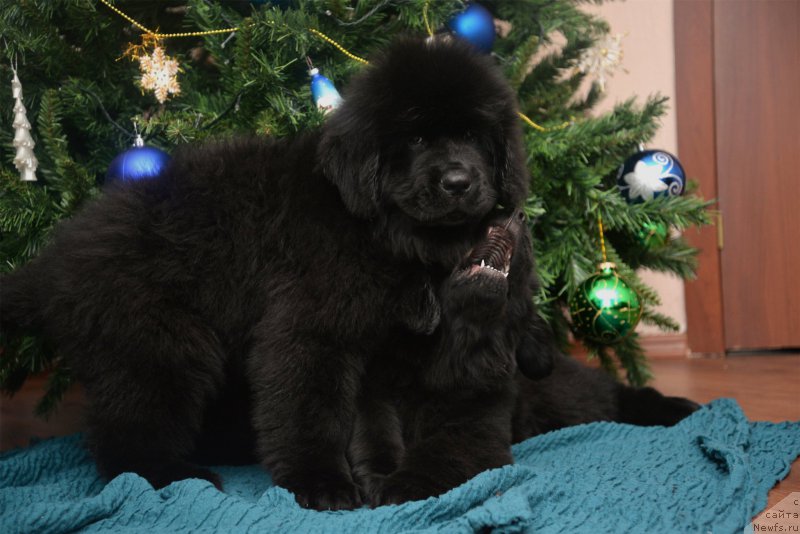 Фото: ньюфаундленд CHernaya Jemchujina ot Sibirskogo Medvedya (Черная Жемчужина от Сибирского Медведя), ньюфаундленд Bears Cove Lucky Break