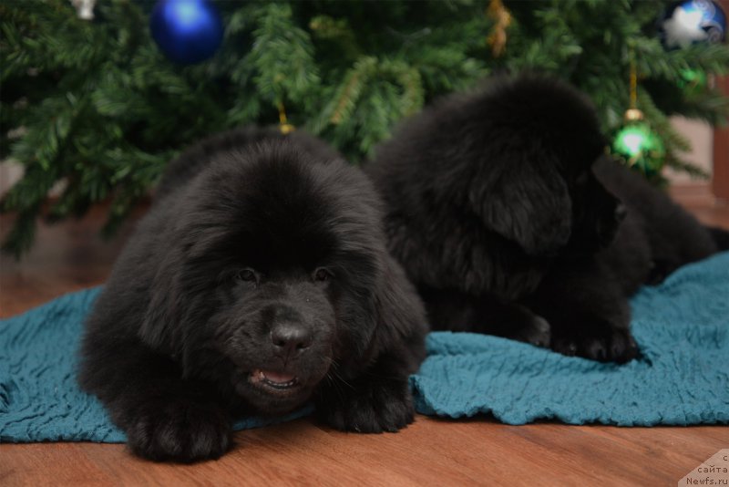 Фото: ньюфаундленд CHernaya Jemchujina ot Sibirskogo Medvedya (Черная Жемчужина от Сибирского Медведя), ньюфаундленд Bears Cove Lucky Break