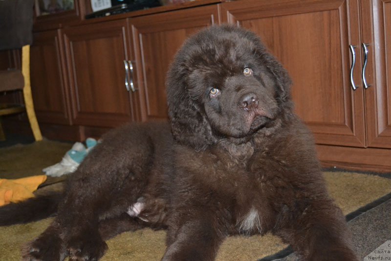 Фото: ньюфаундленд Nobl King May Lord Simba (Нобл Кинг Май Лорд Симба)
