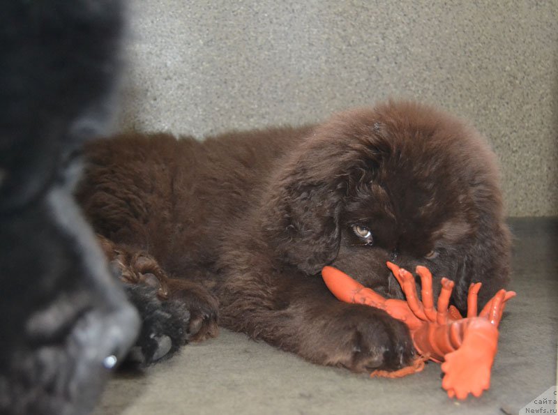 Фотография № 171644