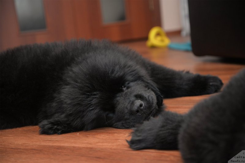 Фото: ньюфаундленд CHernaya Jemchujina ot Sibirskogo Medvedya (Черная Жемчужина от Сибирского Медведя), ньюфаундленд Bears Cove Lucky Break