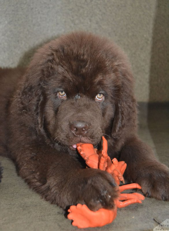 Фотография № 171646