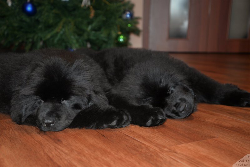 Фото: ньюфаундленд CHernaya Jemchujina ot Sibirskogo Medvedya (Черная Жемчужина от Сибирского Медведя), ньюфаундленд Bears Cove Lucky Break