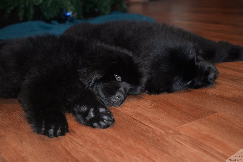 Фото: ньюфаундленд CHernaya Jemchujina ot Sibirskogo Medvedya (Черная Жемчужина от Сибирского Медведя), ньюфаундленд Bears Cove Lucky Break