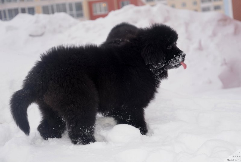 Фото: ньюфаундленд CHernaya Jemchujina ot Sibirskogo Medvedya (Черная Жемчужина от Сибирского Медведя), ньюфаундленд Bears Cove Lucky Break