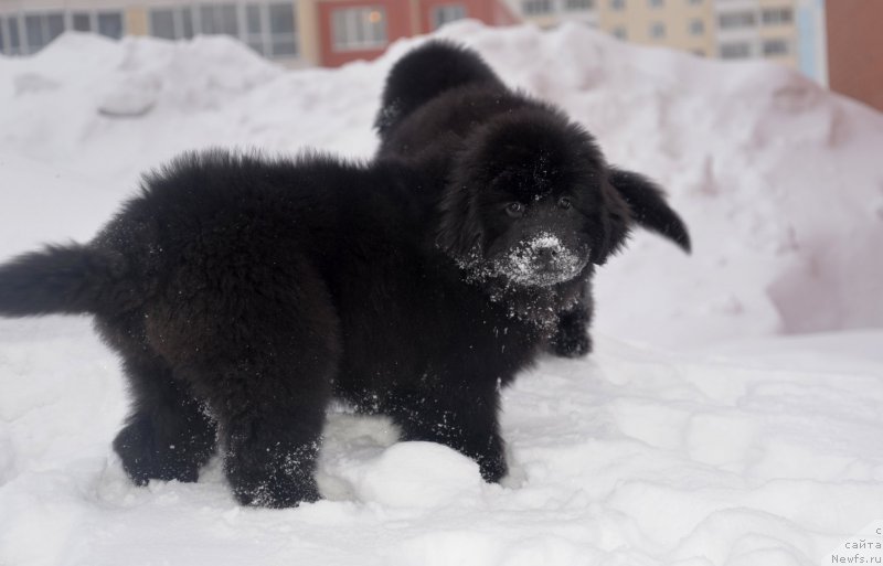 Фото: ньюфаундленд CHernaya Jemchujina ot Sibirskogo Medvedya (Черная Жемчужина от Сибирского Медведя), ньюфаундленд Bears Cove Lucky Break