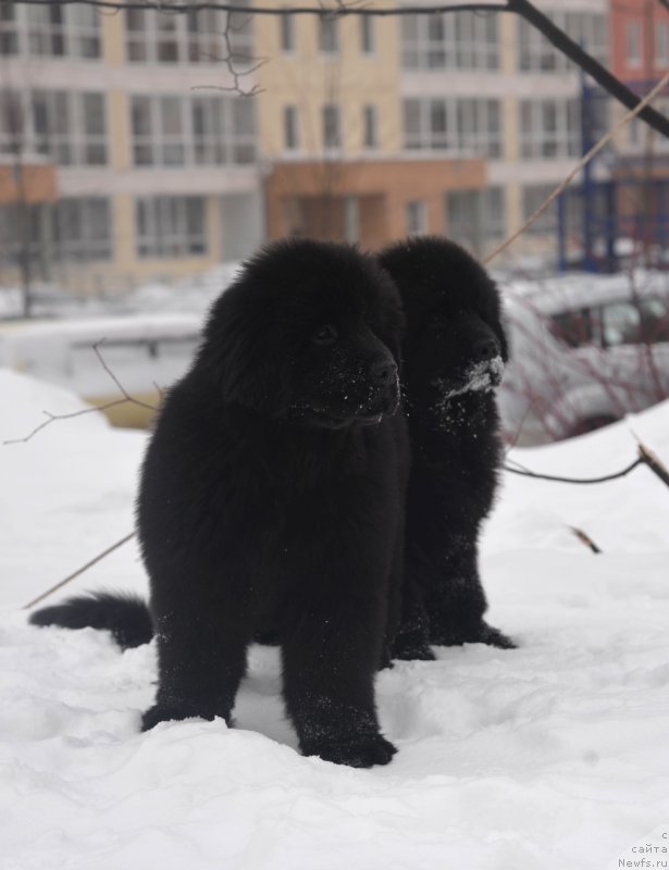 Фото: ньюфаундленд CHernaya Jemchujina ot Sibirskogo Medvedya (Черная Жемчужина от Сибирского Медведя), ньюфаундленд Bears Cove Lucky Break