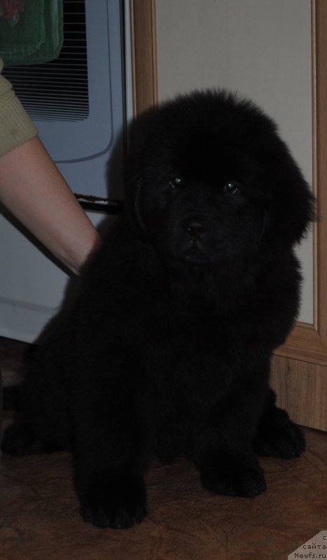 Фото: ньюфаундленд Moya Stihiya Imperatrica Mariya (Моя Стихия Императрица Мария)