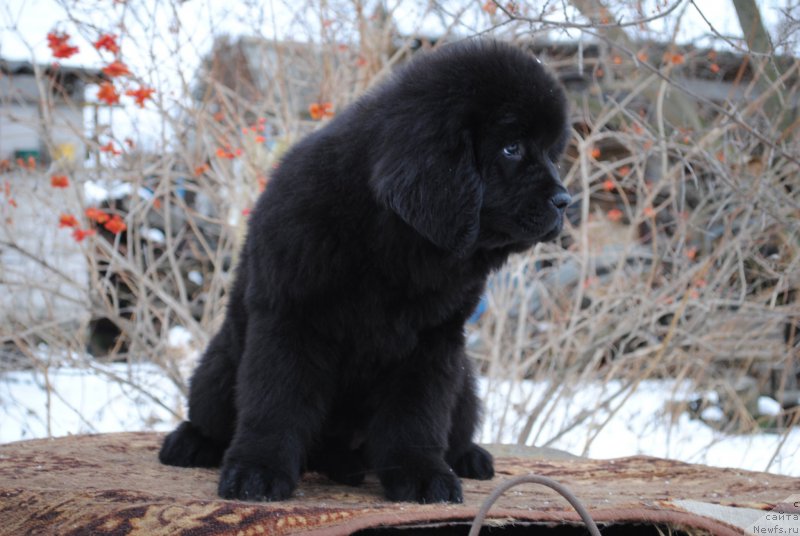 Фото: ньюфаундленд Moya Stihiya Imperatrica Mariya (Моя Стихия Императрица Мария)