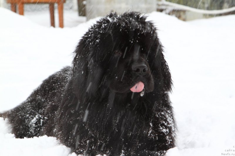 Фото: ньюфаундленд Fann'yuf Graf De La Fer (Фанньюф Граф Де Ла Фер)