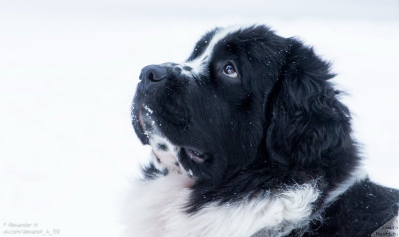 Фото: ньюфаундленд Flyufi Avalanch Paradoks (Флюфи Аваланч Парадокс)
