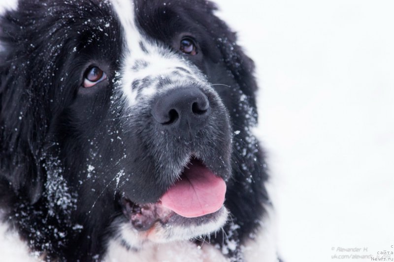 Фото: ньюфаундленд Flyufi Avalanch Paradoks (Флюфи Аваланч Парадокс)