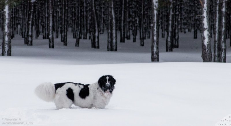 Фото: ньюфаундленд Flyufi Avalanch Paradoks (Флюфи Аваланч Парадокс)