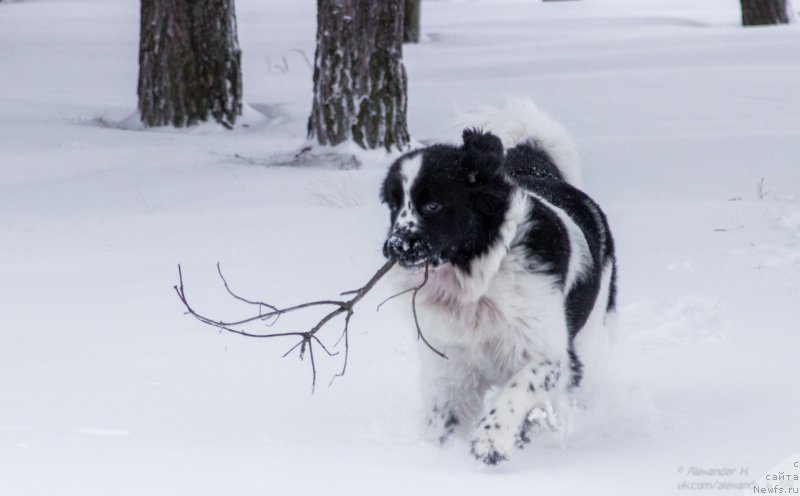 Фото: ньюфаундленд Flyufi Avalanch Paradoks (Флюфи Аваланч Парадокс)