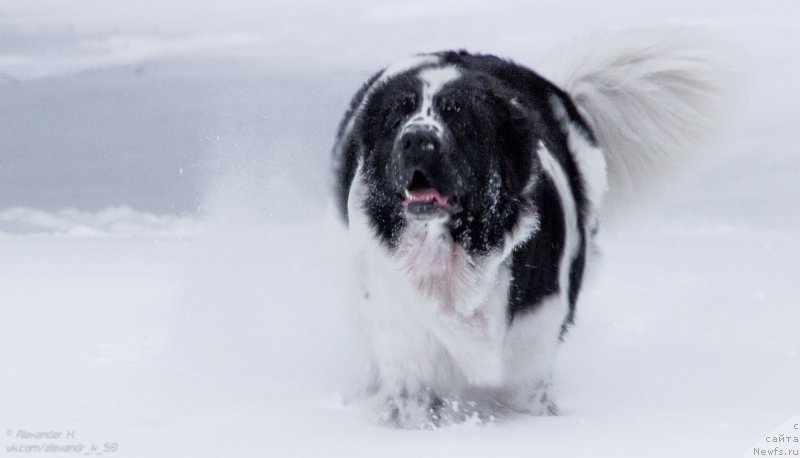 Фото: ньюфаундленд Flyufi Avalanch Paradoks (Флюфи Аваланч Парадокс)