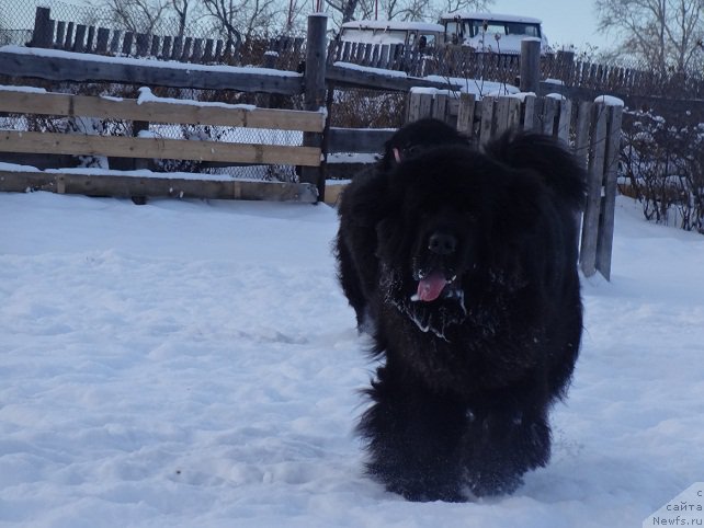 Фото: ньюфаундленд N'yufort Carskaya Doch' (Ньюфорт Царская Дочь)