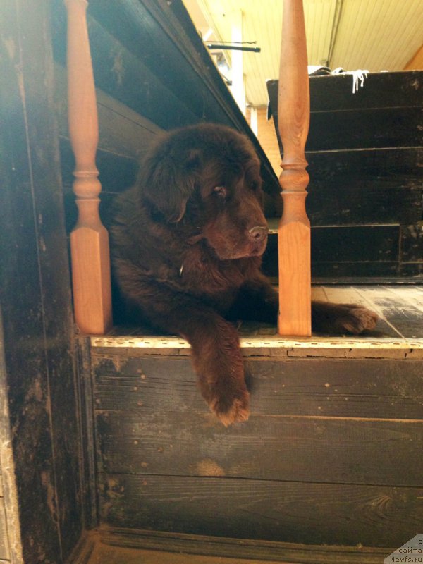 Фото: ньюфаундленд Peter-Bear Bizerta Soul (Петер-Беар Бизерта Соул)