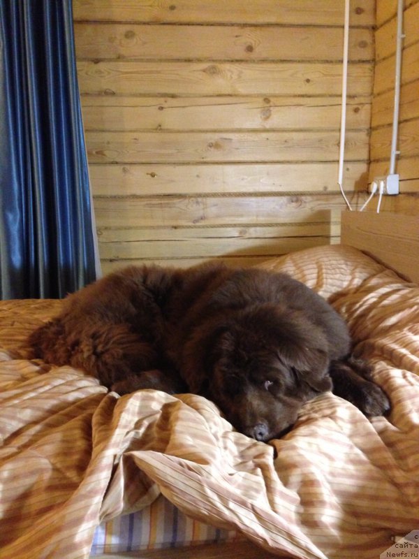 Фото: ньюфаундленд Peter-Bear Bizerta Soul (Петер-Беар Бизерта Соул)