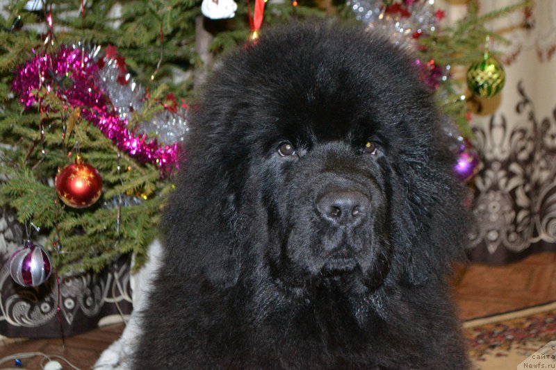 Фото: ньюфаундленд Nazar Vyatskiy Medved (Назар Вятский Медведь)