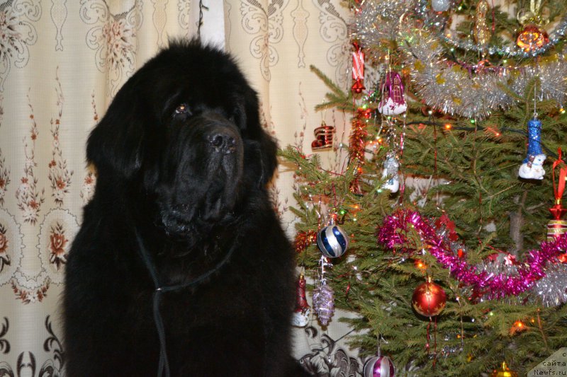 Фото: ньюфаундленд Simbad Pokoritel' Morey (Симбад Покоритель Морей)