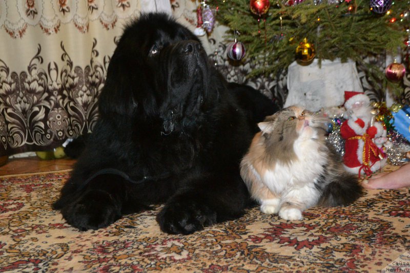 Фото: ньюфаундленд Simbad Pokoritel' Morey (Симбад Покоритель Морей)