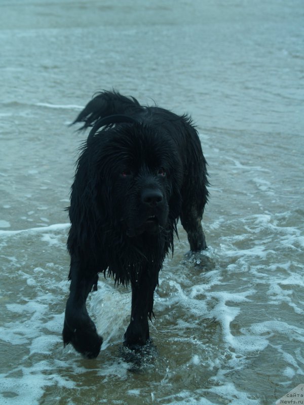 Фото: ньюфаундленд Northern Light  Midnight Bear