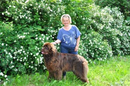 Фото: ньюфаундленд Evlampiya Romanova (Евлампия Романова), Tat'yana Kryigina (Татьяна Крыгина)