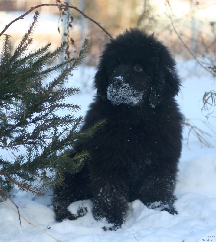 Фотография № 171755