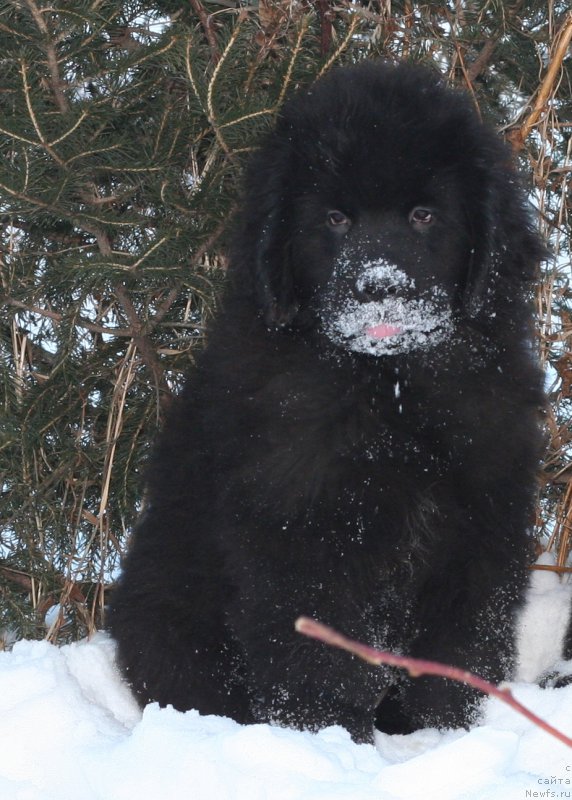 Фотография № 171758