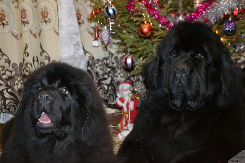 Фото: ньюфаундленд Nazar Vyatskiy Medved (Назар Вятский Медведь), ньюфаундленд Simbad Pokoritel' Morey (Симбад Покоритель Морей)