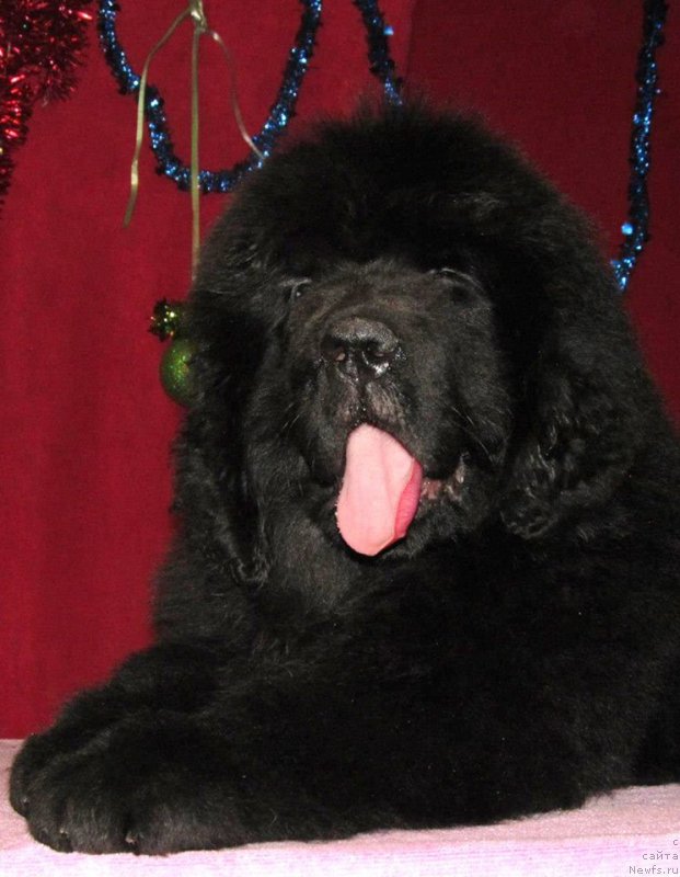 Фото: ньюфаундленд Smigar Everything iz Possible (Смигар Эврисинг из Посибл)