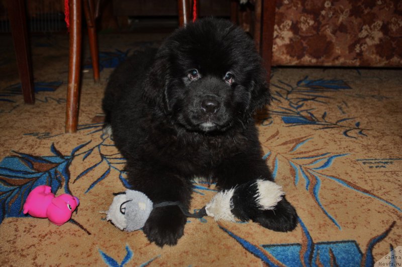 Фото: Ньюфорт Аманда Блум