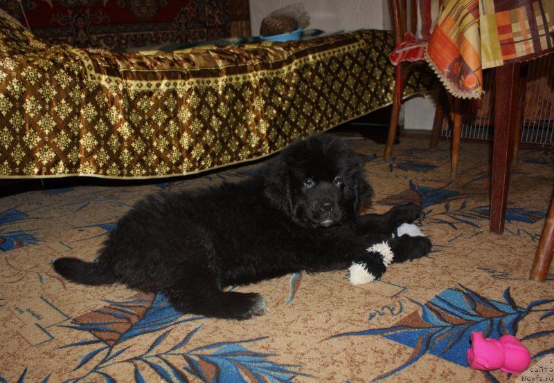 Фотография № 171791