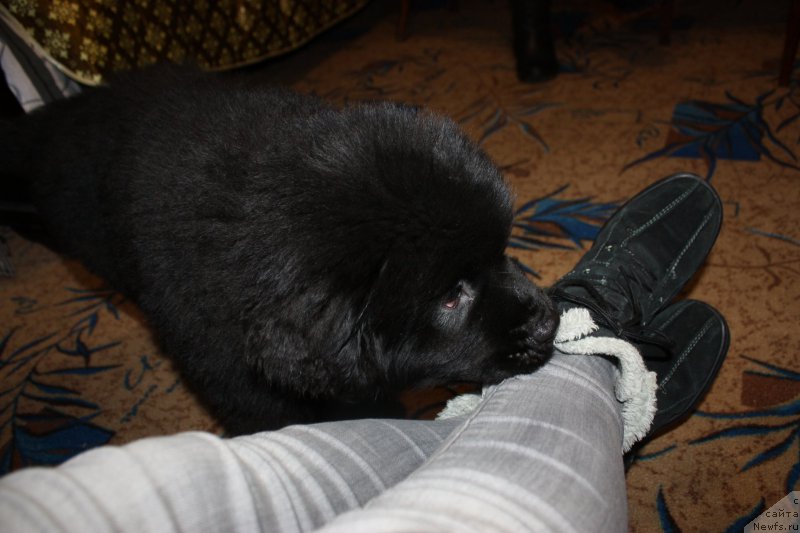 Фото: Ньюфорт Аманда Блум