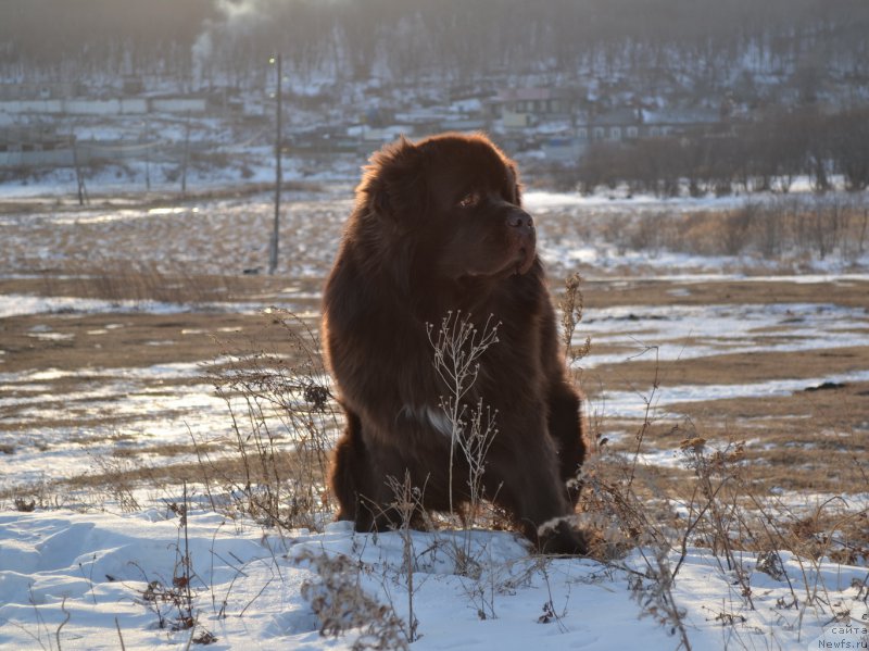 Фото: ньюфаундленд Aquatoriya Kelvin Riverdance (Акватория Келвин Риверданс)