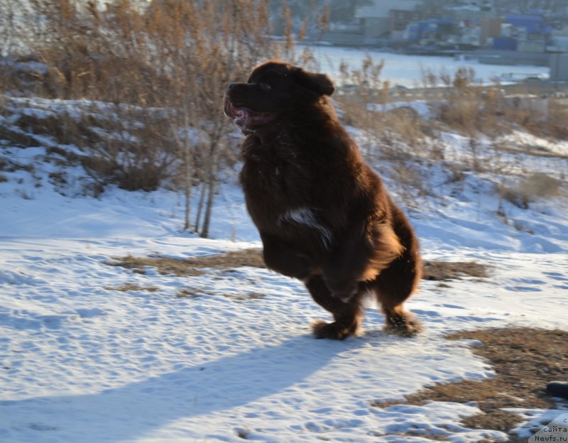 Фото: ньюфаундленд Aquatoriya Kelvin Riverdance (Акватория Келвин Риверданс)