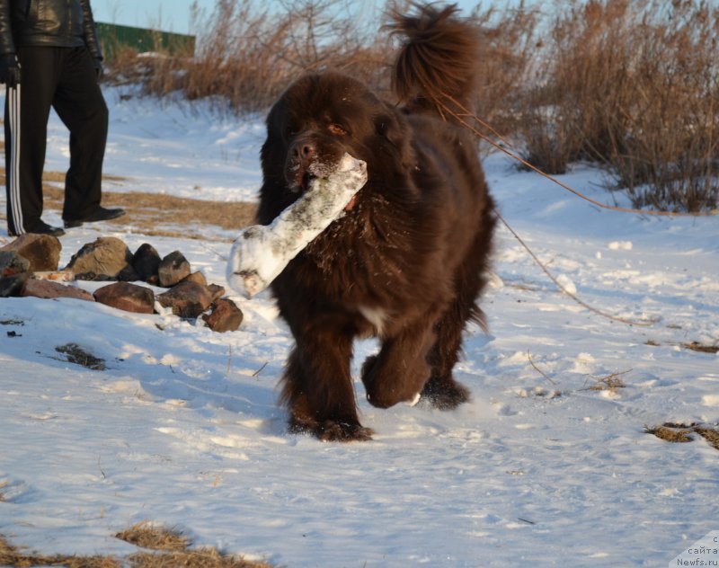 Фото: ньюфаундленд Aquatoriya Kelvin Riverdance (Акватория Келвин Риверданс)