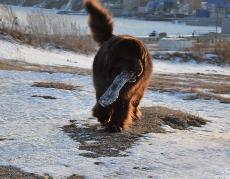 Фото: ньюфаундленд Aquatoriya Kelvin Riverdance (Акватория Келвин Риверданс)