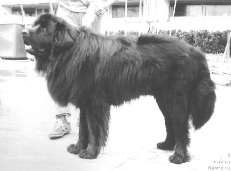 Фото: ньюфаундленд Il'han Maksle (Ильхан Максле)