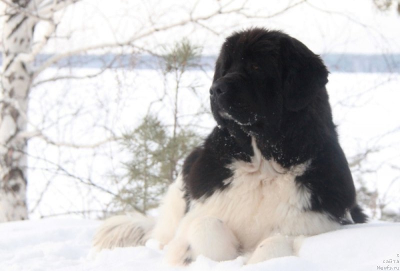 Фото: ньюфаундленд Akvian Song Kiss from Rouz (Аквиан Сонг Кисс Фром Роуз)