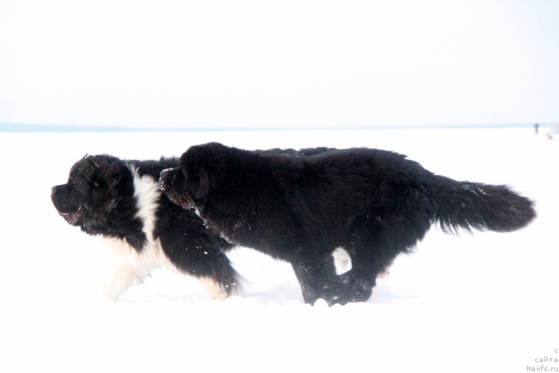 Фото: ньюфаундленд Super Premium Zippi Senseyshen (Супер Премиум Зиппи Сенсейшен), ньюфаундленд Akvian Song Lars Berger (Аквиан Сонг Ларс Бергер)