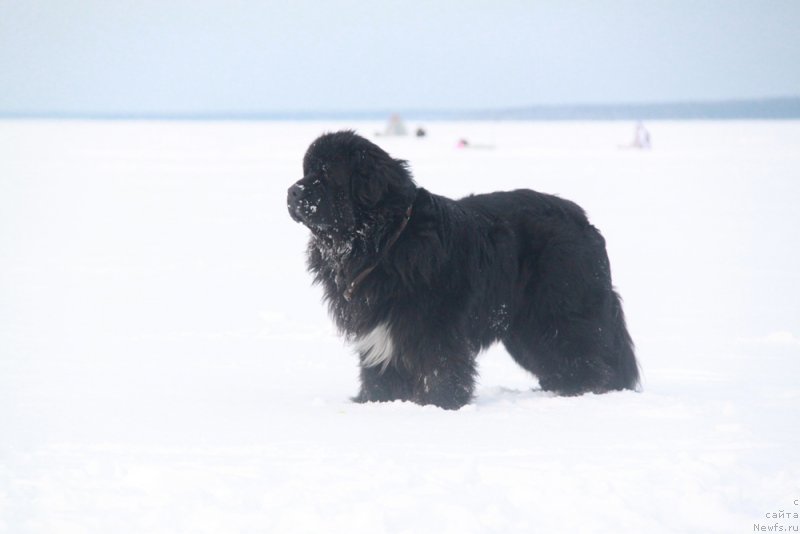 Фото: ньюфаундленд Izumrud Moey Dushi (Изумруд Моей Души)