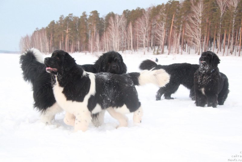 Фото: ньюфаундленд Super Premium Zippi Senseyshen (Супер Премиум Зиппи Сенсейшен), ньюфаундленд Akvian Song Kiss from Rouz (Аквиан Сонг Кисс Фром Роуз), ньюфаундленд Akvian Song Lavatera (Аквиан Сонг Лаватера)