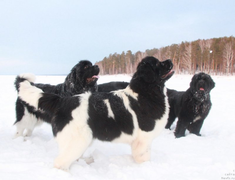 Фото: ньюфаундленд Akvian Song Kiss from Rouz (Аквиан Сонг Кисс Фром Роуз)