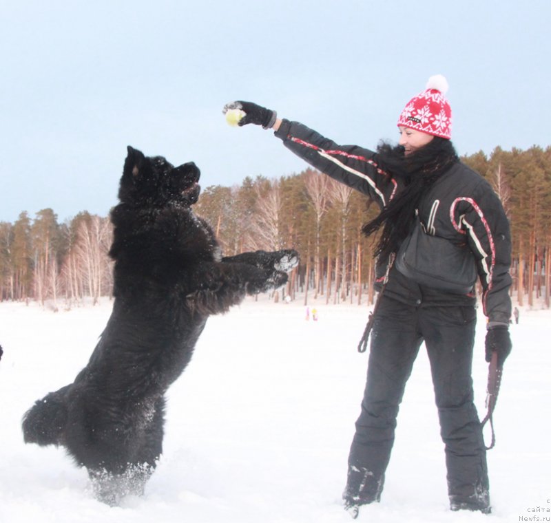 Фото: ньюфаундленд Akvian Song Lavatera (Аквиан Сонг Лаватера), Elena Popova (Елена Попова)