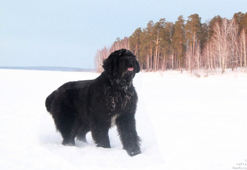 Фото: ньюфаундленд Akvian Song Lavatera (Аквиан Сонг Лаватера)