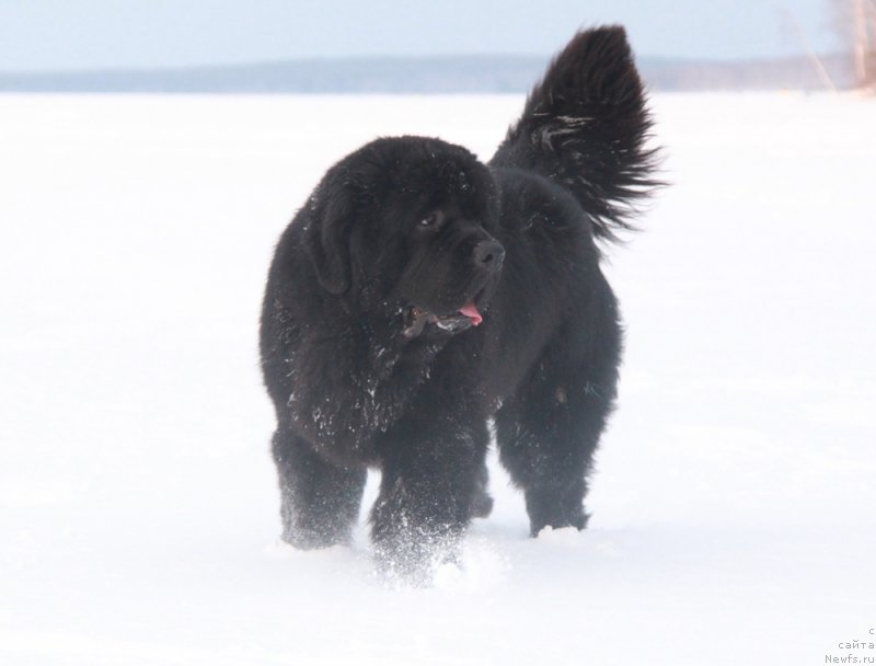 Фото: ньюфаундленд Akvian Song Lars Berger (Аквиан Сонг Ларс Бергер)